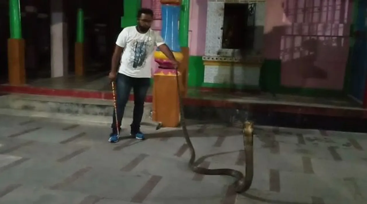  King cobra rescued from temple in Odisha's Ganjam