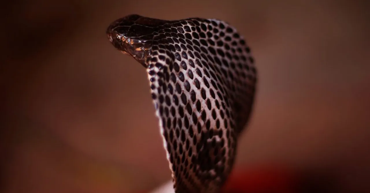  Snakebite claims father, minor daughter's lives in Odisha's Boudh