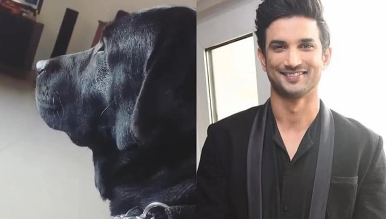  Sushant Singh Rajput's pet dog still waits for him