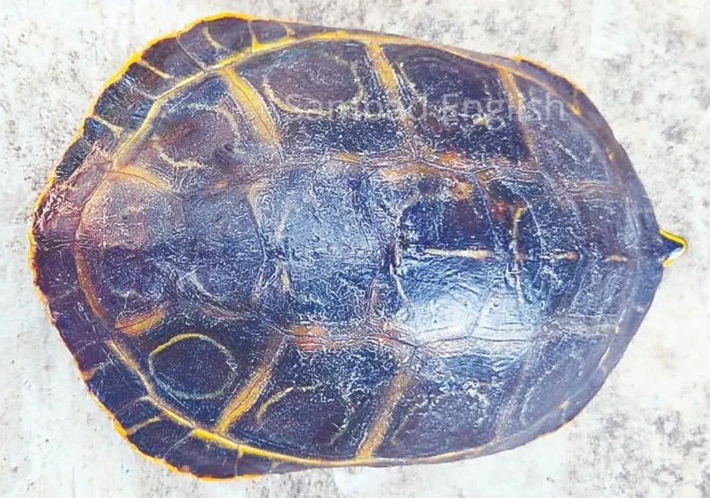  Rare turtle rescued in Odisha's Balasore