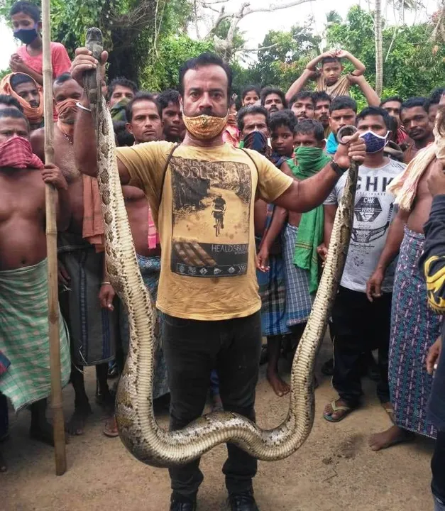  12.5-ft python slithers into village in Puri; rescued
