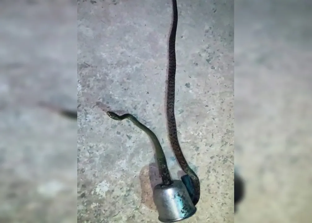  5-ft Indian Rat Snake stuck in mixer jar rescued; admitted to OUAT
