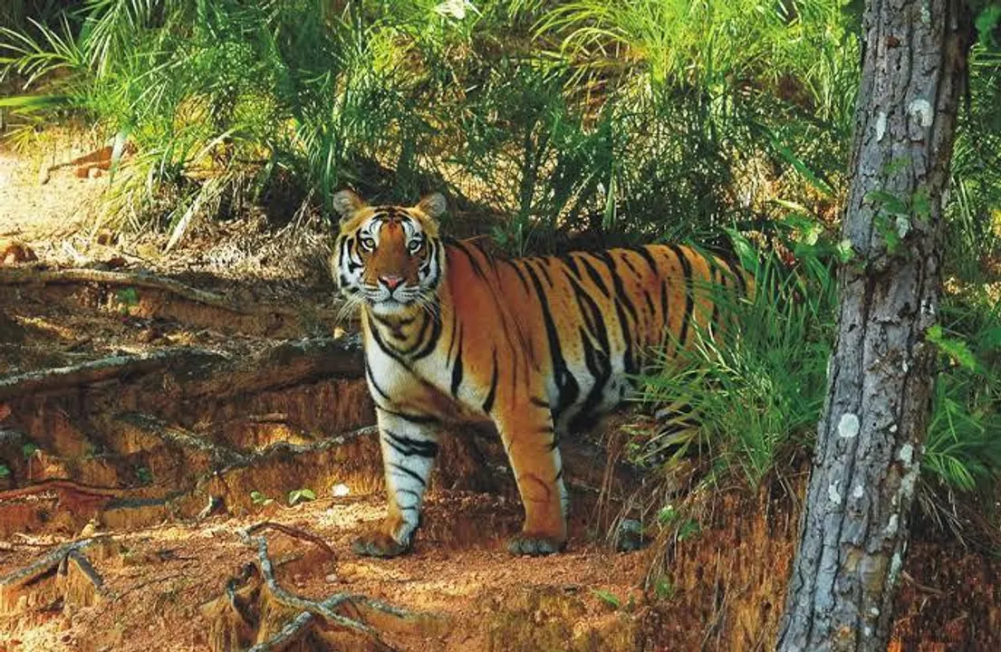  ‘Centre granted over Rs 36 cr to Odisha for tiger, elephant conservation’