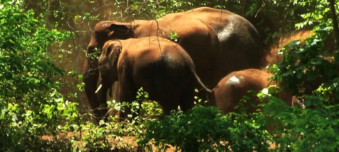  Odisha's Chandaka Elephant Sanctuary to reopen from Oct 2