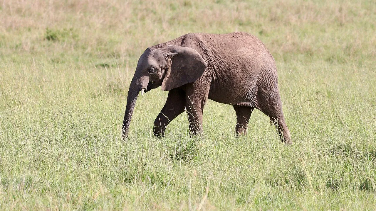  Elephant calf dies of anthrax in Odisha’s Similipal