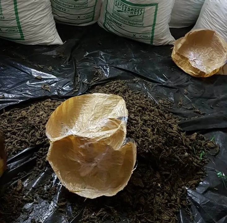  Huge cache of ganja seized from vegetable-laden truck in Odisha Capital