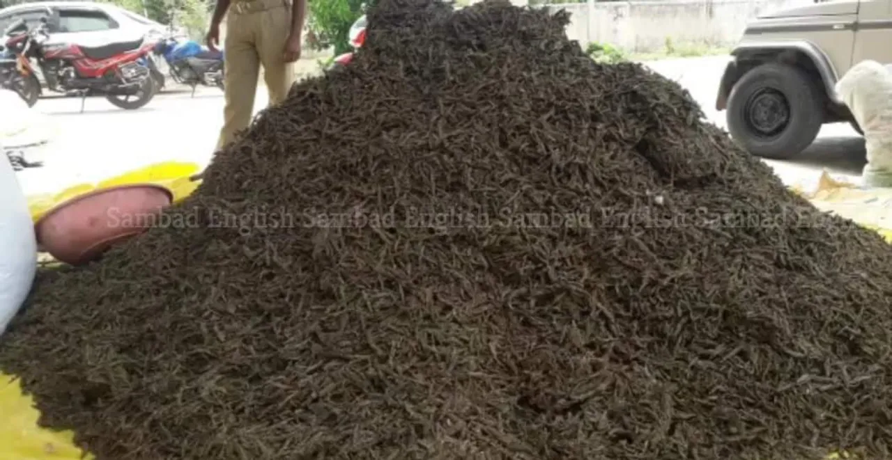  Huge cache of cannabis seized, six held for smuggling in Odisha