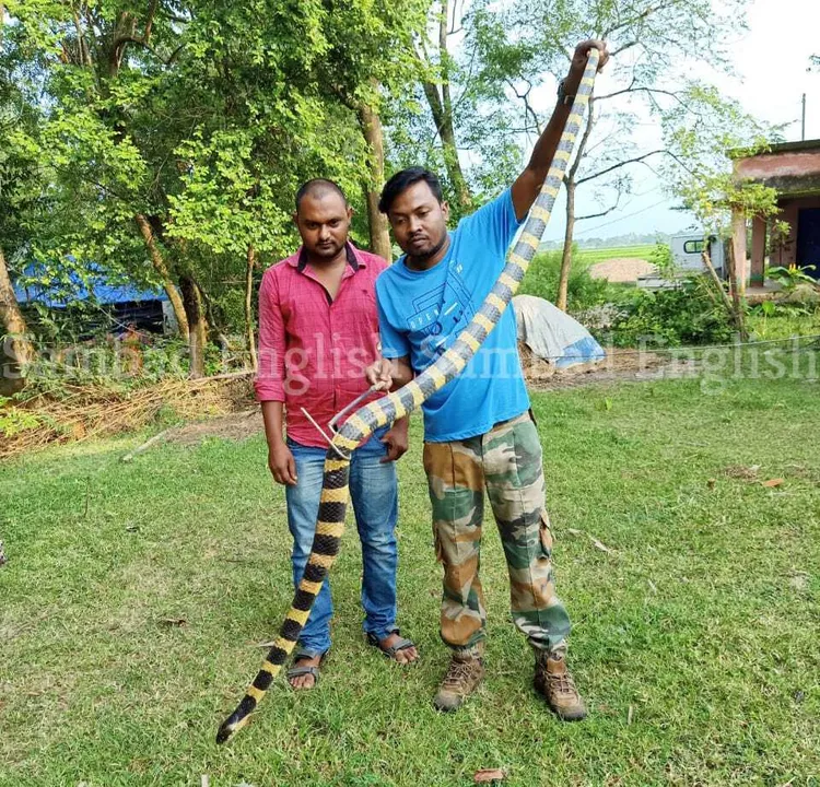  Huge banded krait rescued in Odisha’s Mayurbhanj