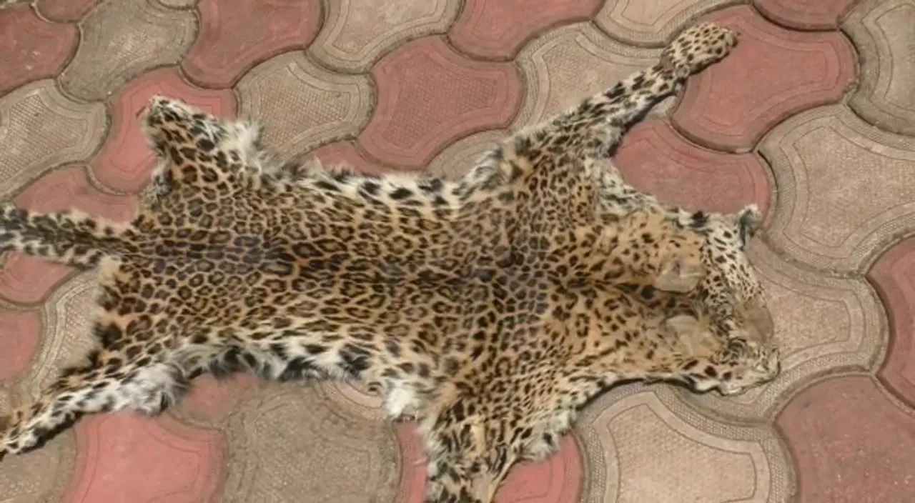  Illegal wildlife trade racket busted in Odisha; leopard skin seized, one held