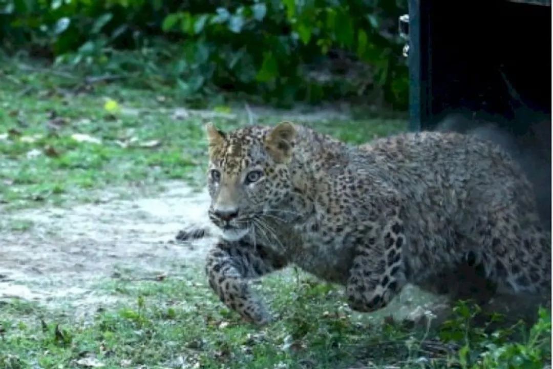  Teen mauled to death by leopard