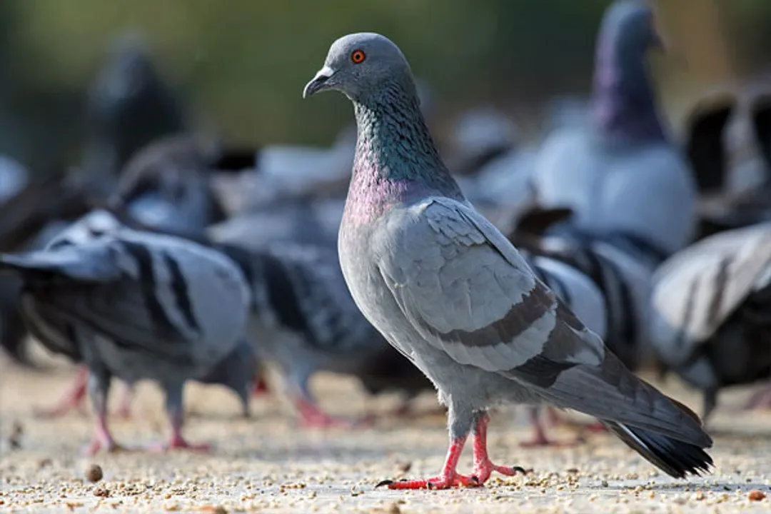  Man, who killed 28 pet pigeons of neighbour, booked