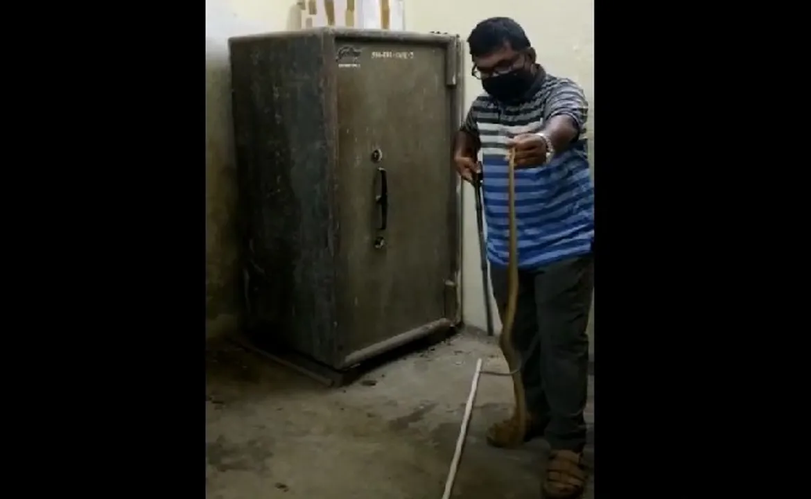 Snake found inside strong room of SBI branch in Odisha capital