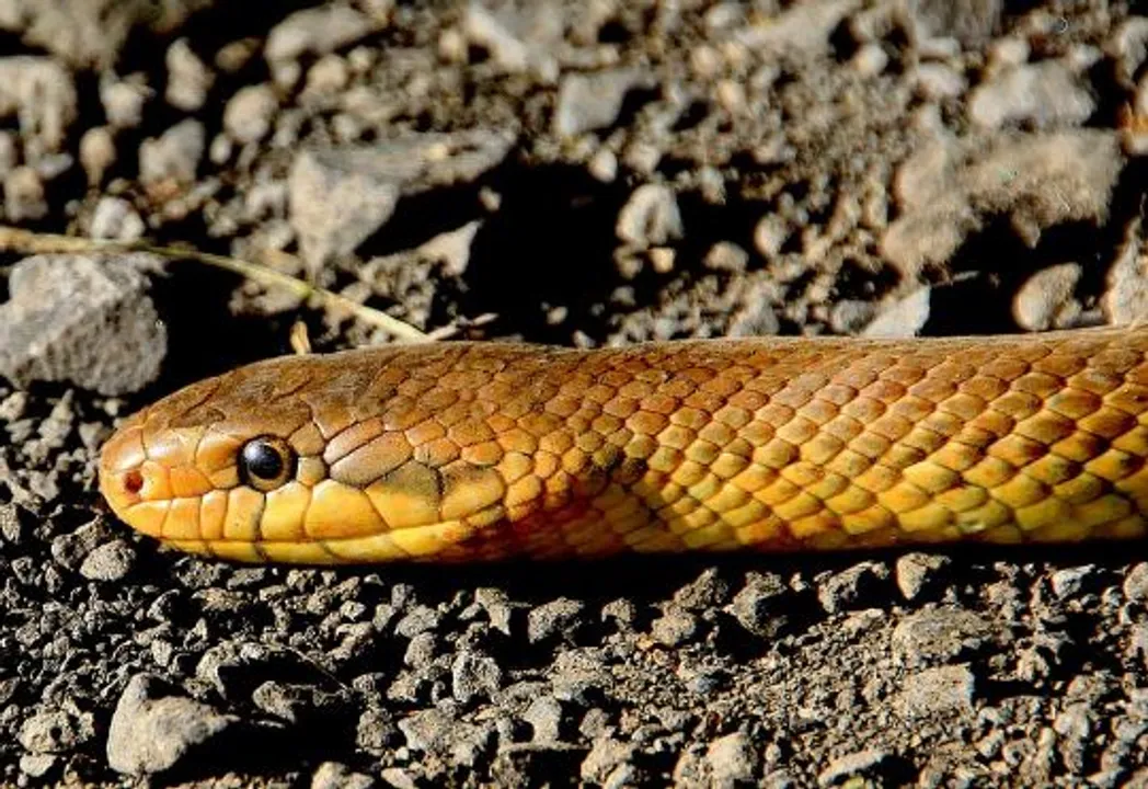  UP boy claims same snake bit him 8 times in one month