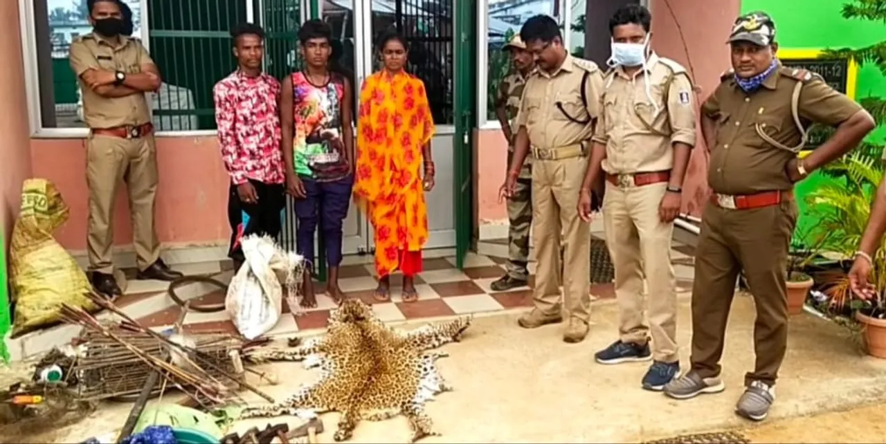  Illegal wildlife trade racket busted in Odisha; leopard head and skin seized