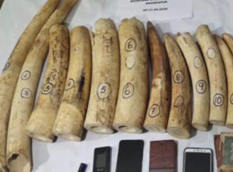  19 kg elephant tusks seized in Odisha's Keonjhar, 3 held