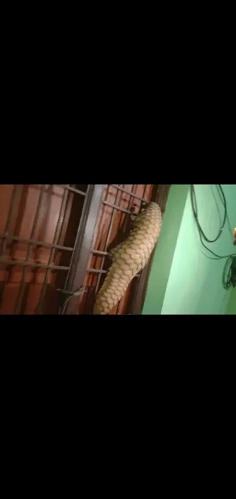  Villagers rescue pangolin in Odisha's Balasore