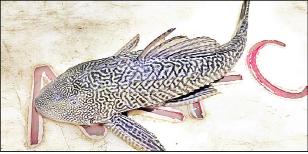  Rare catfish found in Odisha