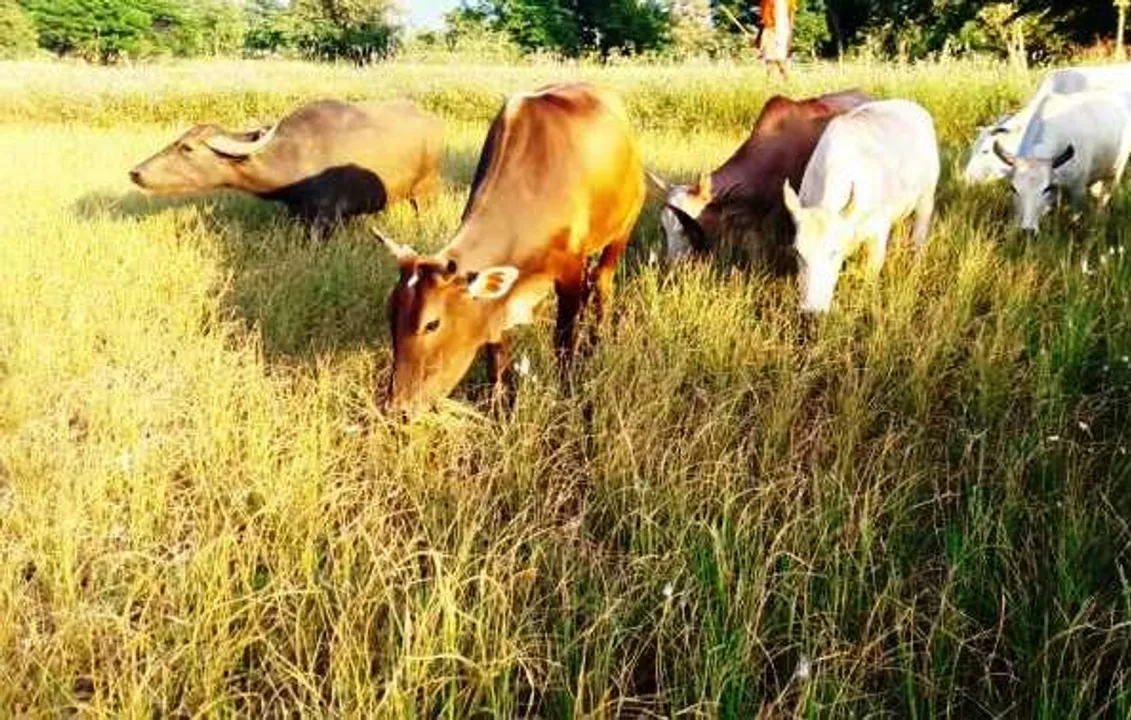  Bizarre! Odisha family ostracized as cow grazes in neighbour's field