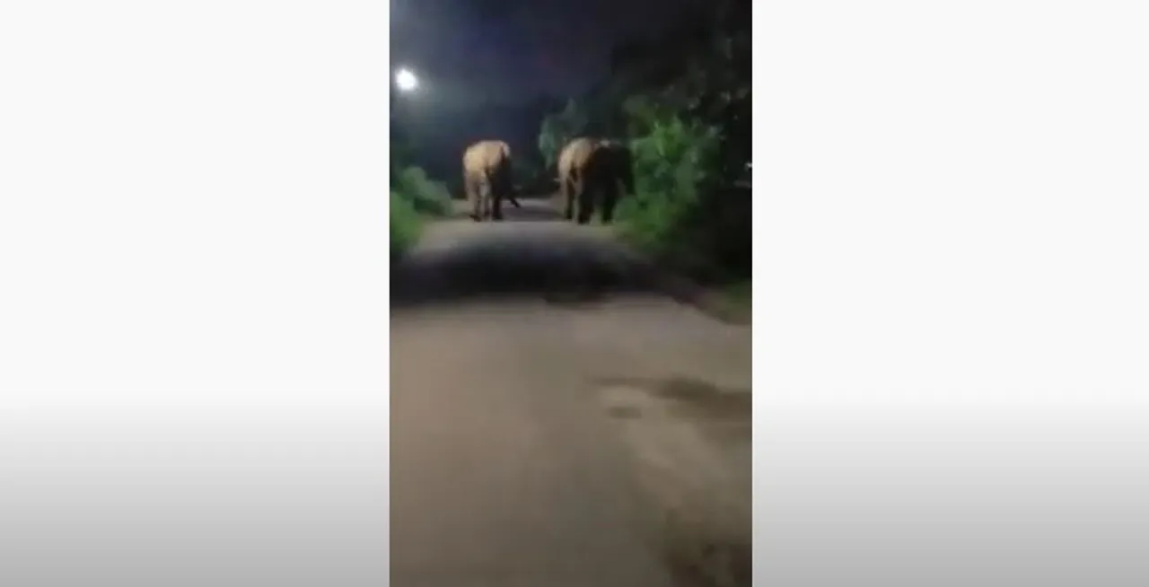  Odisha: Elephants enter Khordha dist hospital premises