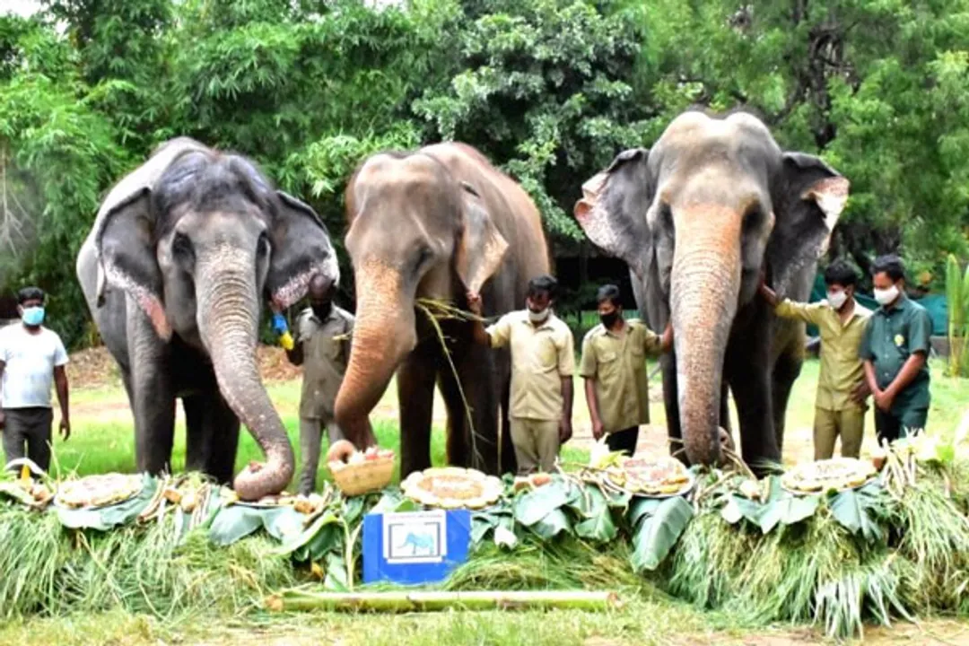  Hyderabad's Gland Pharma adopts 27 zoo animals at Rs 20 lakh