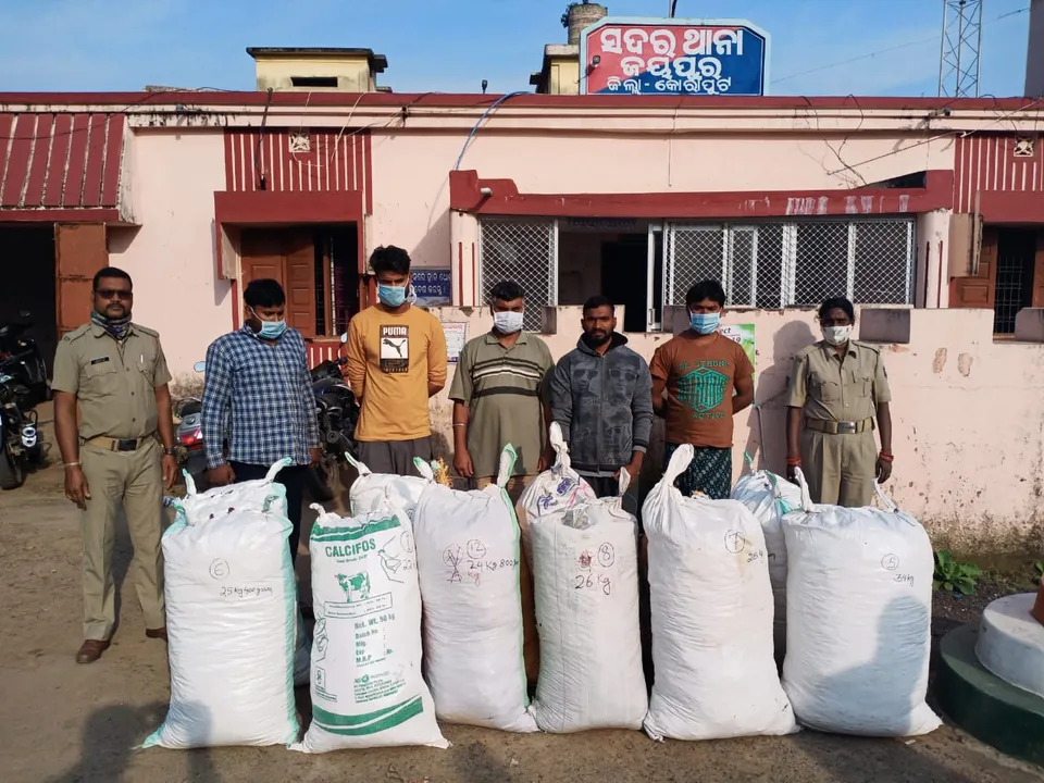  Over 3 quintals of ganja seized in Odisha’s Koraput; five smugglers held