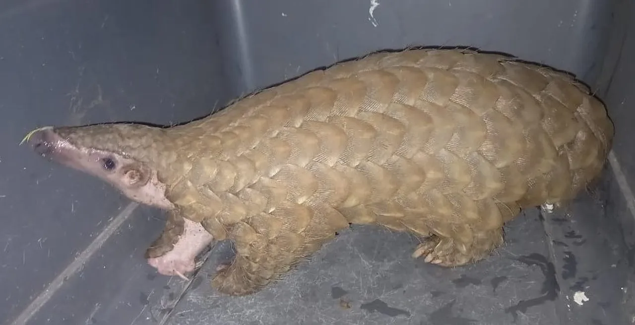  Pangolin rescued, scales seized in Odisha; 2 held
