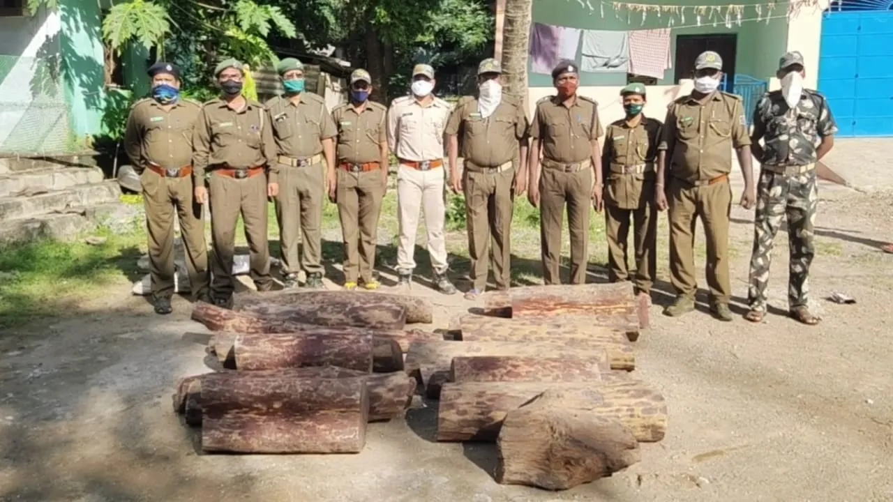  Sandalwood worth over Rs 15 lakh recovered in Odisha's Gajapati