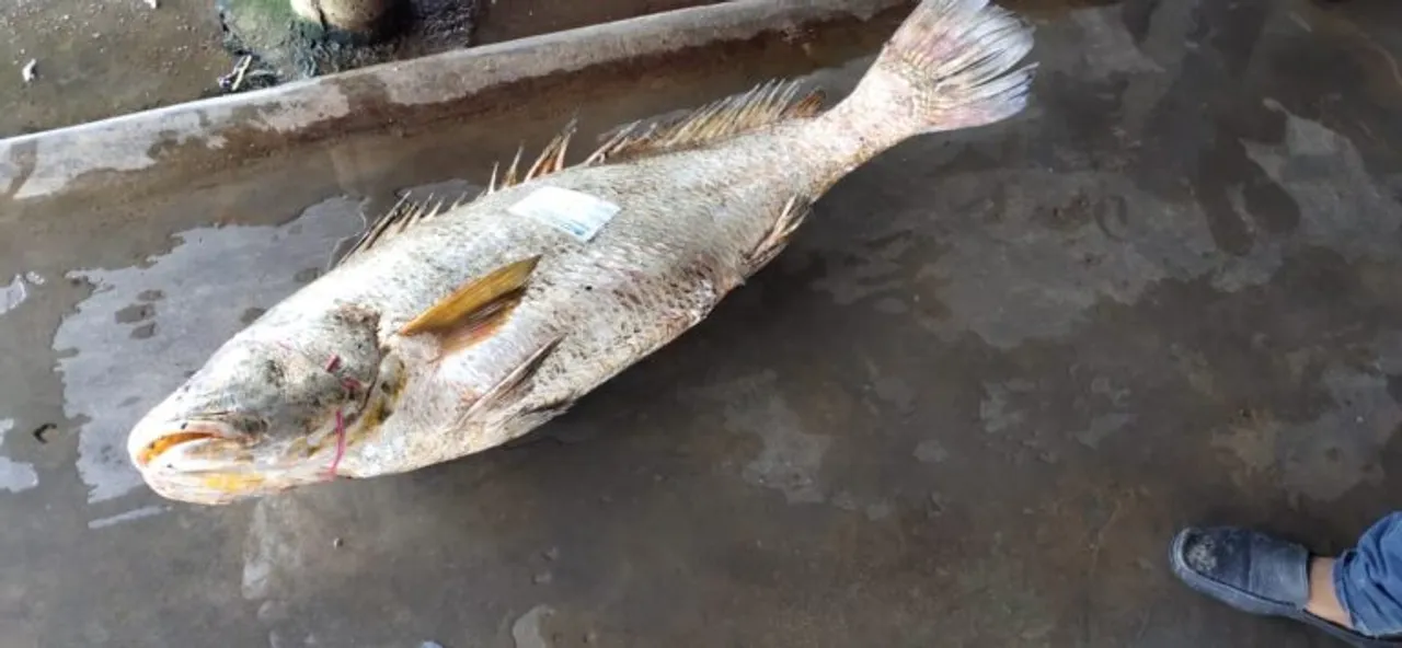  Prize catch for Odisha fisherman; fish sold at whopping Rs 1.77 lakh