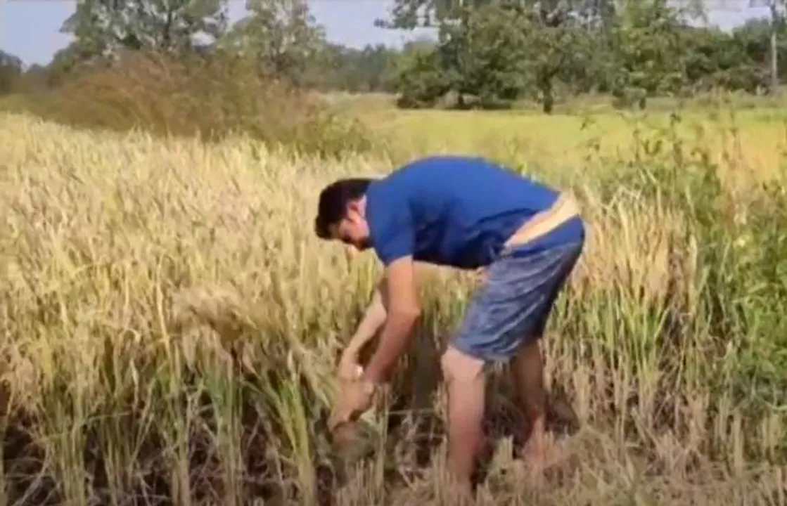  Exemplary: Odisha MLA harvests crop at farmland
