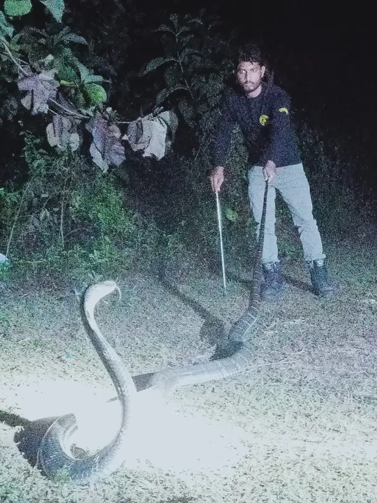  15-ft-long King Cobra rescued from house in Odisha's Dhenkanal