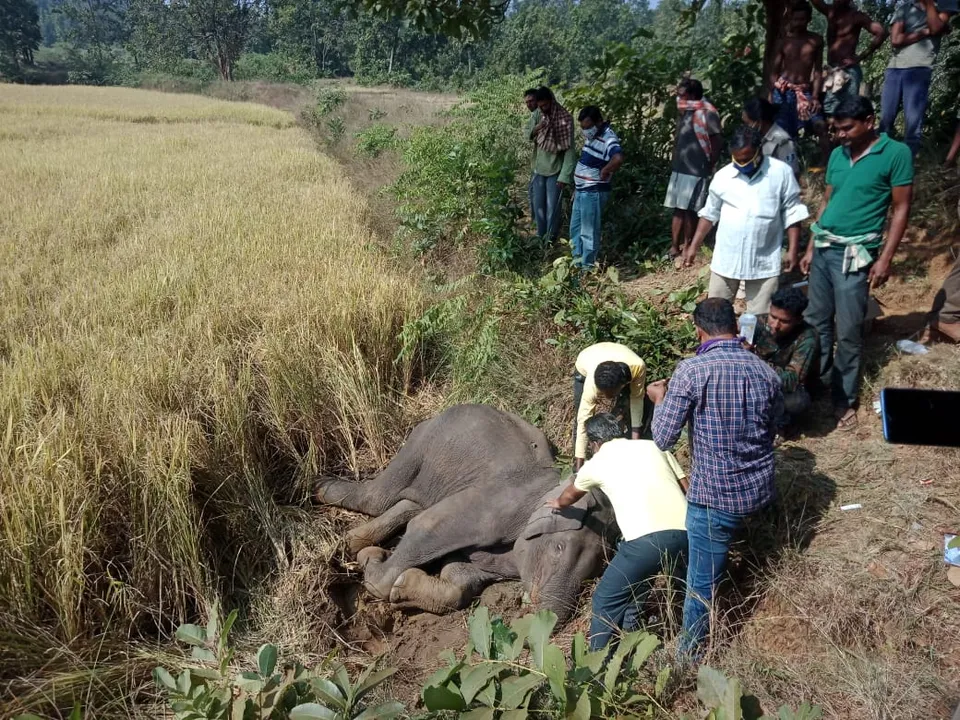  Odisha: Ailing elephant dies under treatment in paddy field