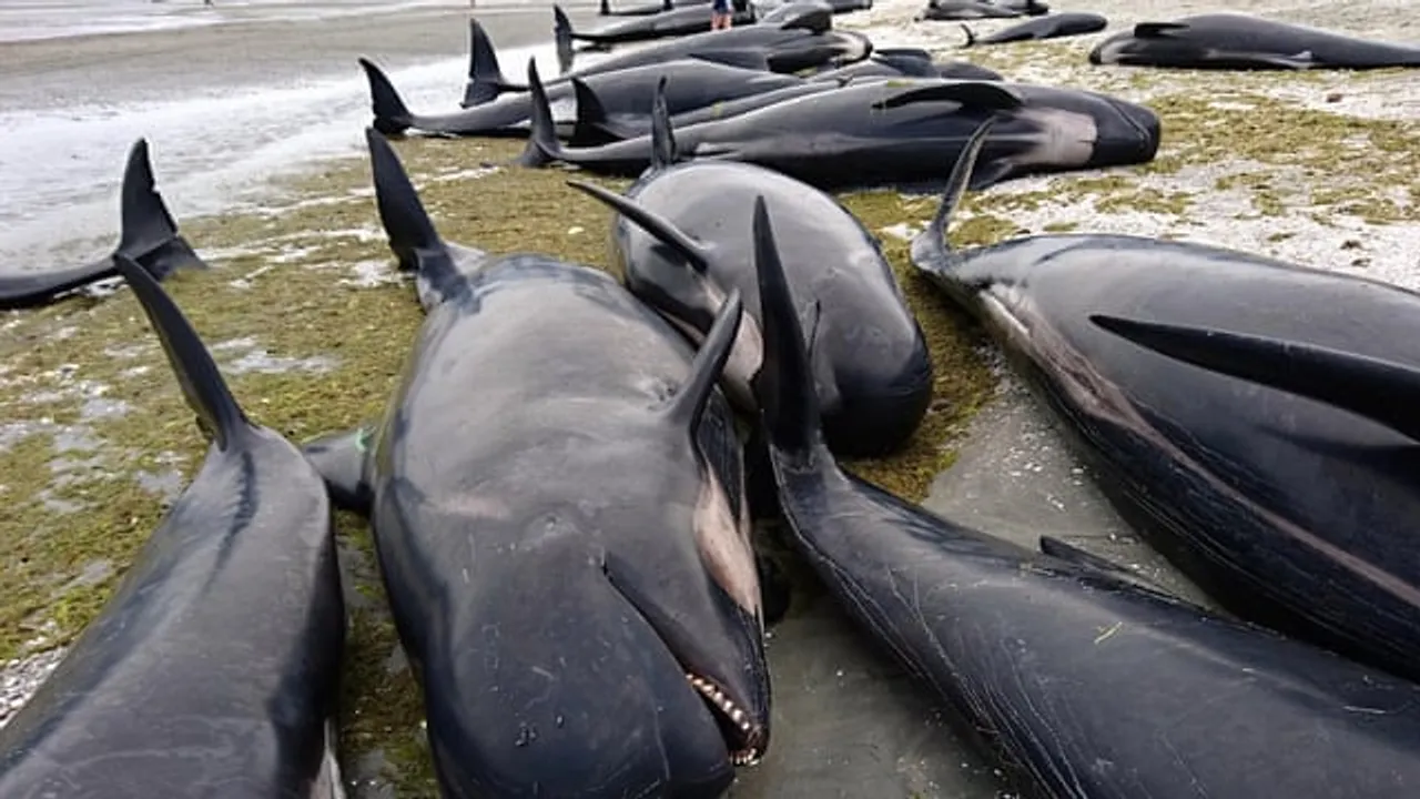  After Mass Stranding Nearly 100 Whales Dead In New Zealand
