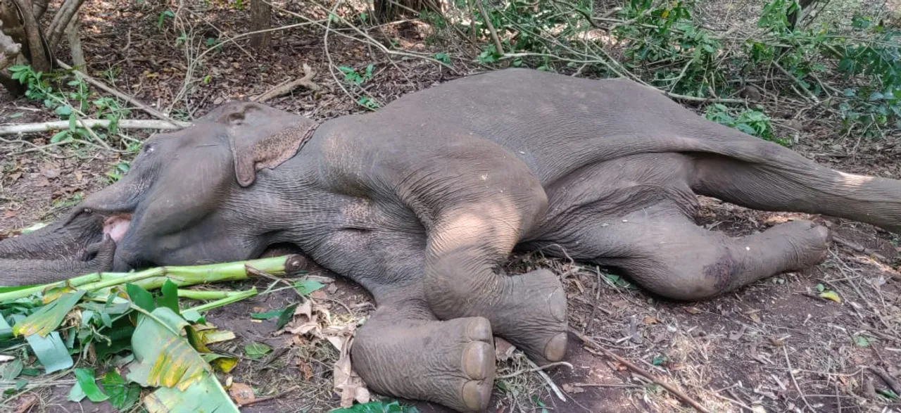  Ailing elephant dies at Satkosia Wildlife Sanctuary