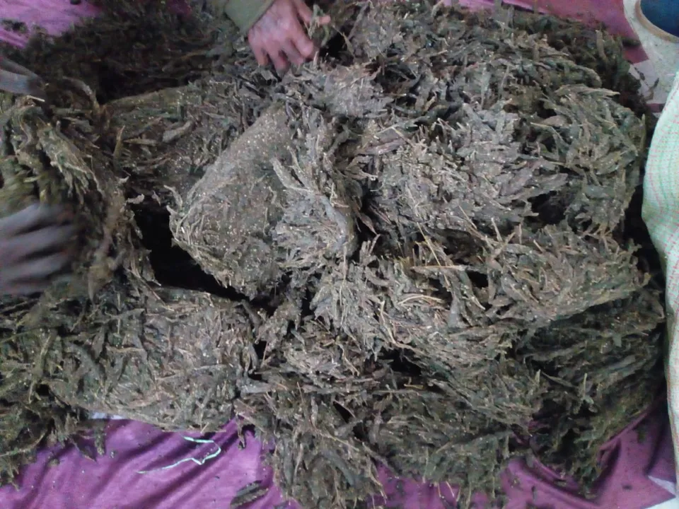  Odisha: Ganja worth over Rs 3 lakh seized from rented house; 20-YO boy among two held