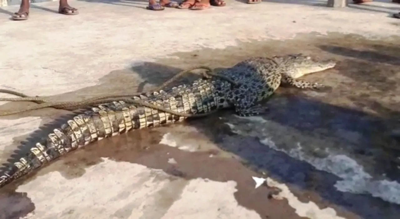  Crocodile trapped in fishing net rescued from sea in Odisha's Balasore