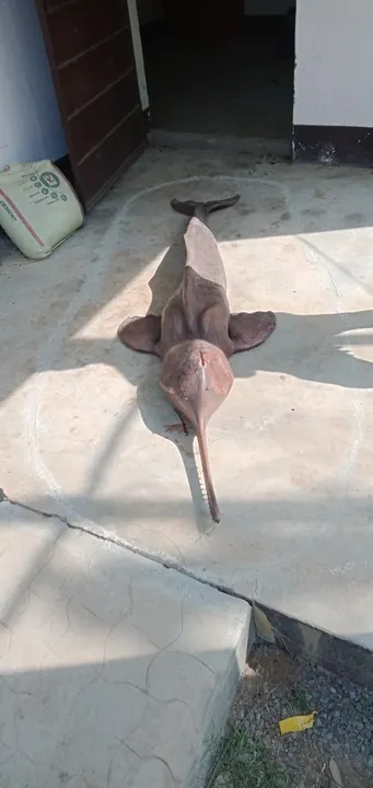  Carcass of rare dolphin found in Odisha village