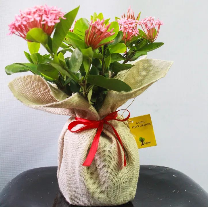  Gift a plant and celebrate green Diwali