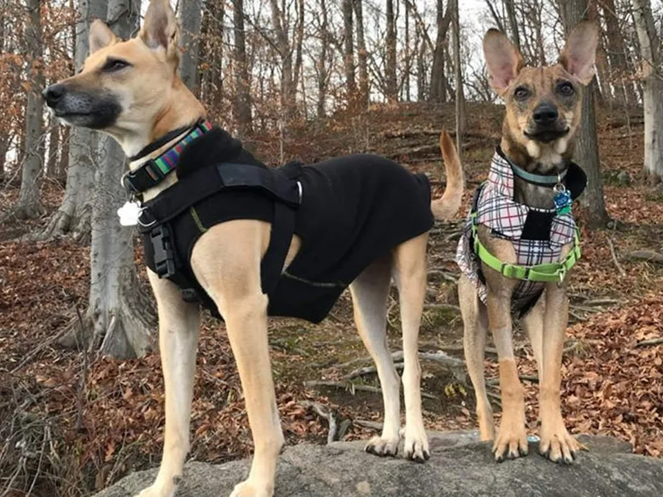  Adopt don't shop: 5 reasons to opt a stray canine friend over high-priced pedigree breeds