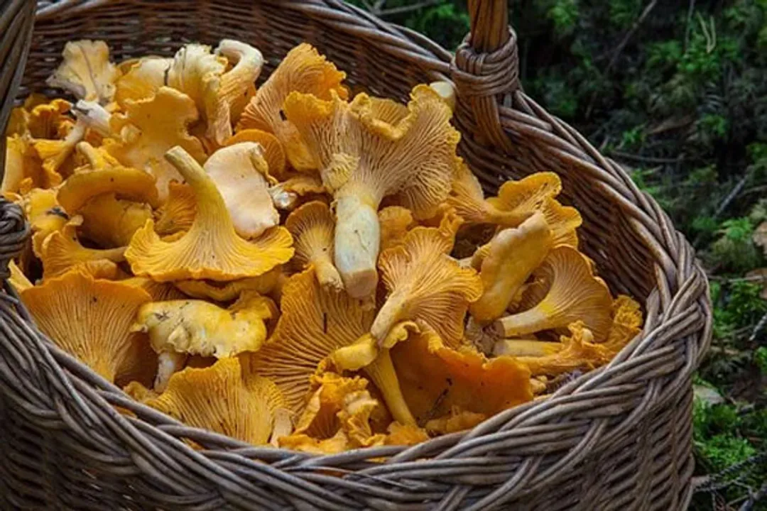  UP district to serve mushrooms in midday meal