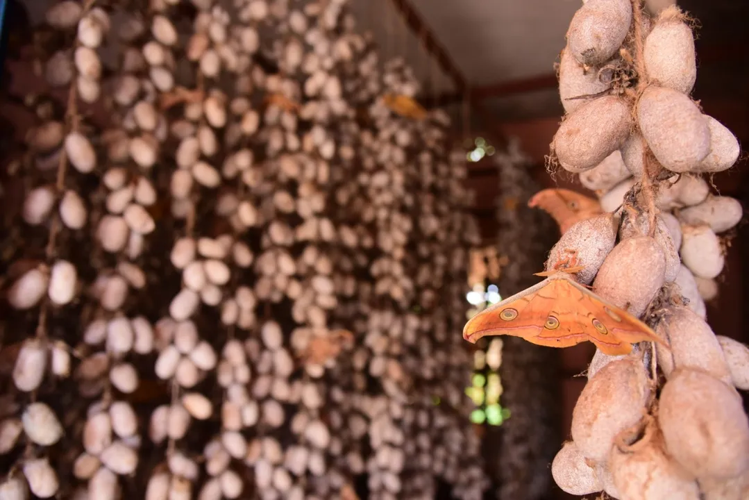  Tasar silk park in Odisha's Sundargarh in offing