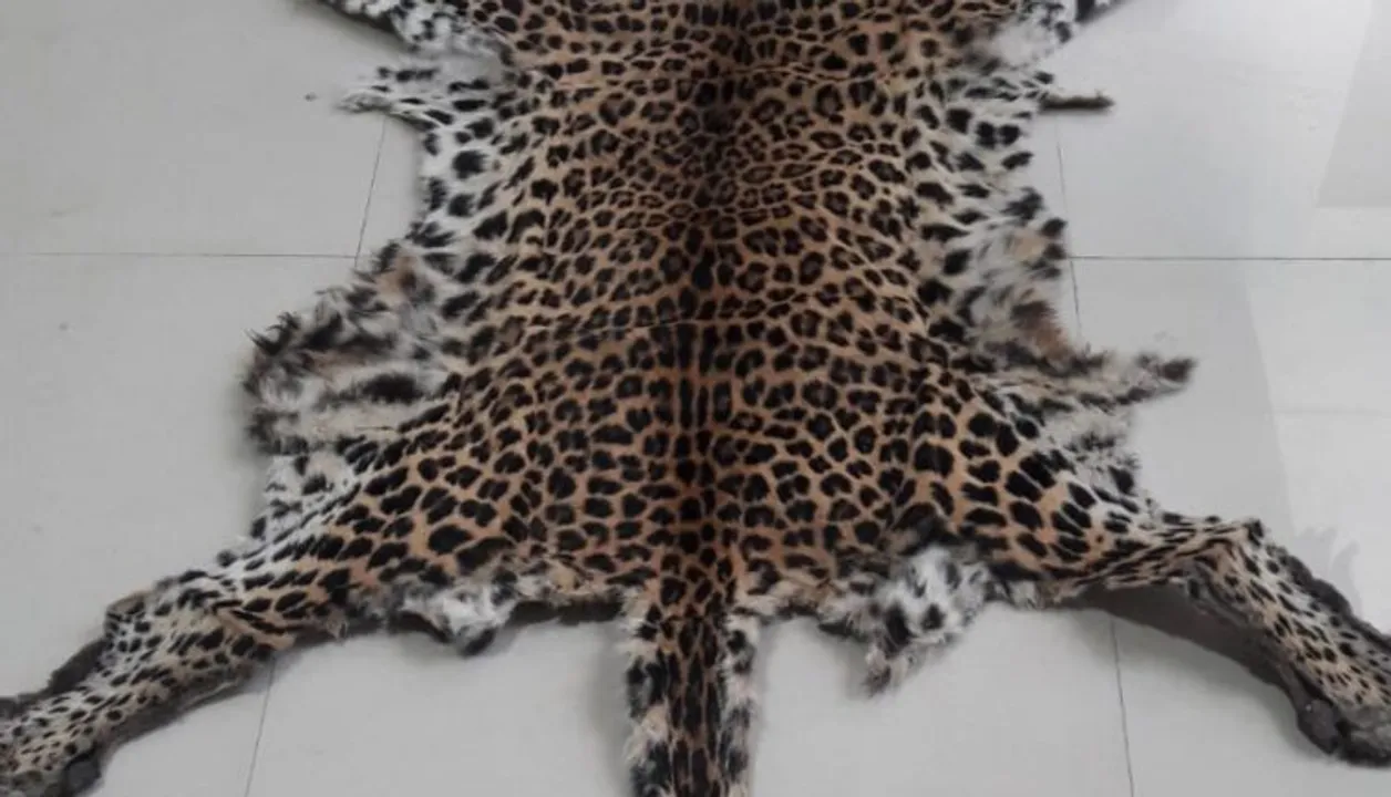  Leopard hide seized in Odisha capital, one held