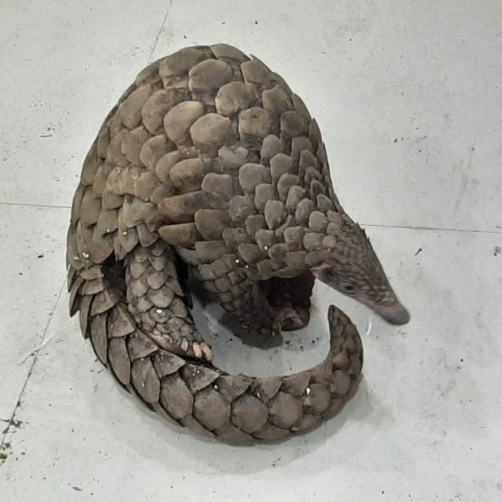  Wildlife trade racket busted in Cuttack; pangolin rescued