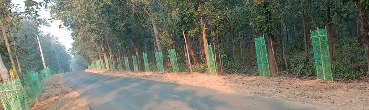  Mother bear and baby die in road mishap in Odisha's Sambalpur