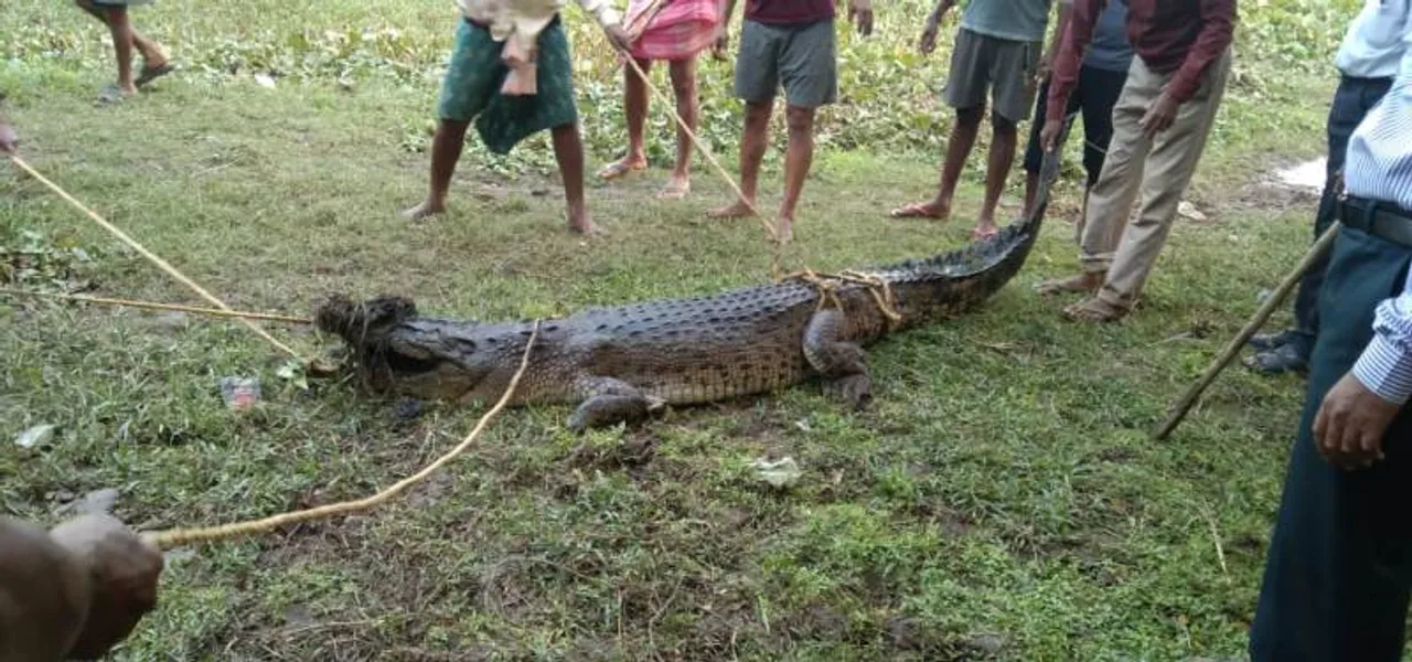  Locals rescue crocodile heading towards village in Odisha