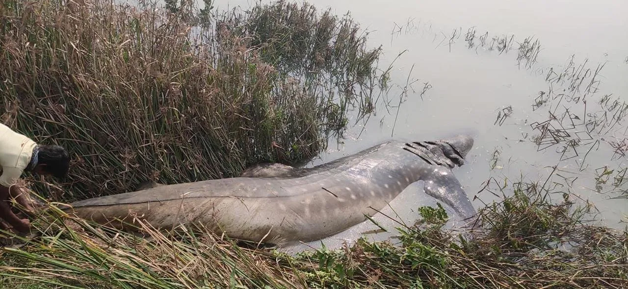  Giant whale found dead on river bank in Odisha