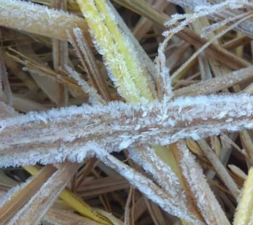  Mercury drops below 10°C at 10 places in Odisha, Phulbani shivers at 4°C