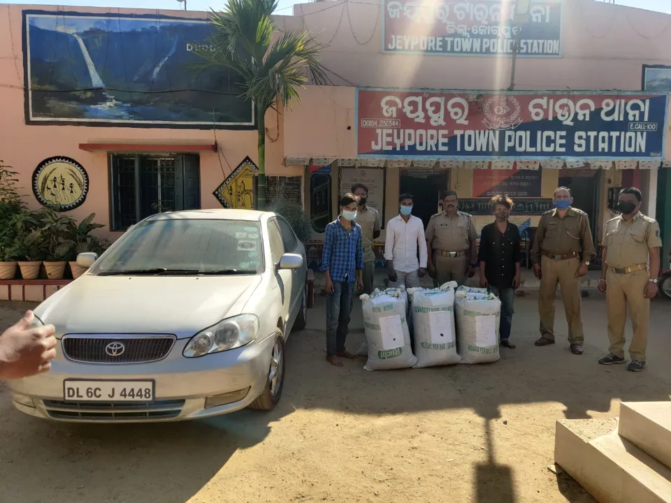  Inter-state cannabis smuggling racket busted in Odisha’s Koraput; 3 held