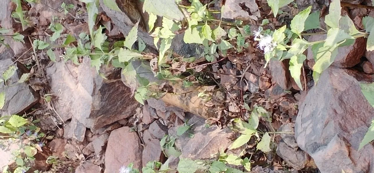  Landmine recovered in Odisha's Malkangiri