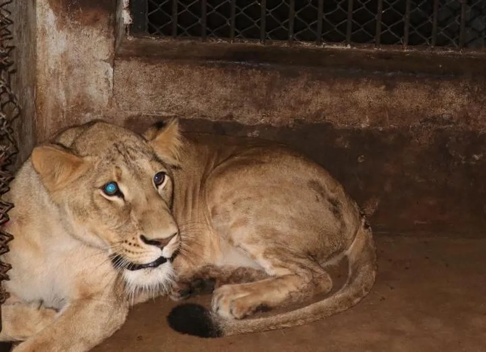  Odisha's Nandankanan Zoo welcomes 8 new guests