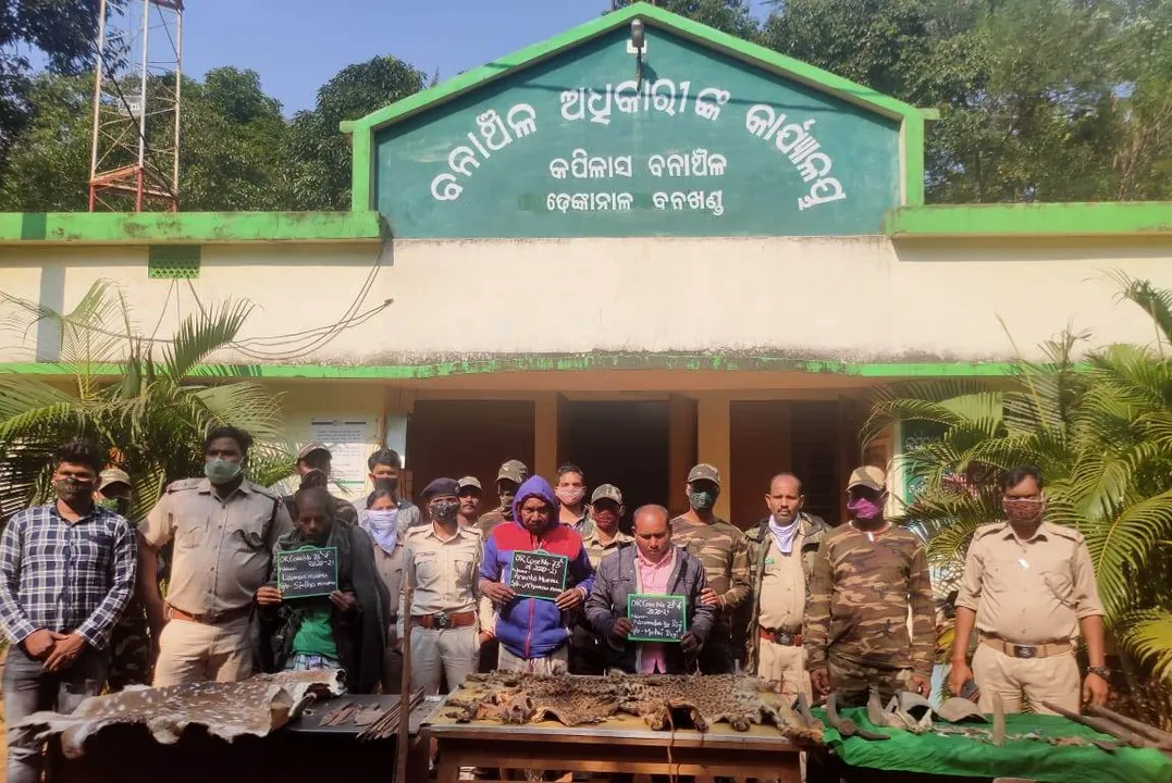  Animal hides seized in Odisha's Dhenkanal, teacher among three held